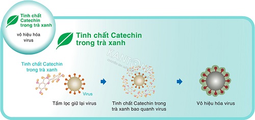 Catechin có thể giúp cơ thể chống lại các loại vi khuẩn, virus, tác nhân gây bệnh 